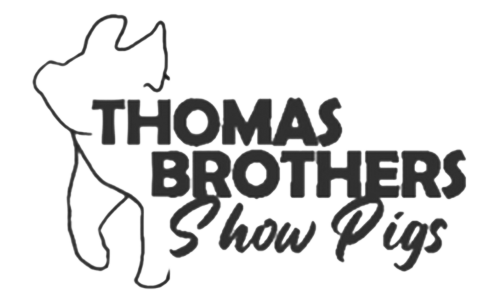 Thomas-Brothers-Show-Pigs